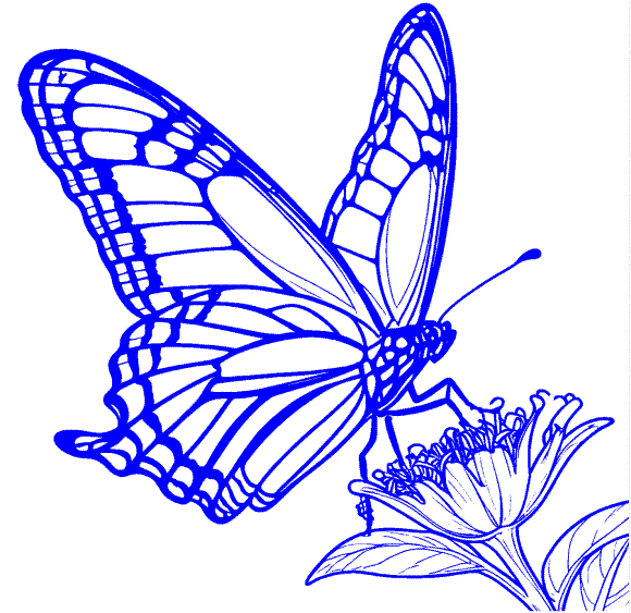 Butterfly